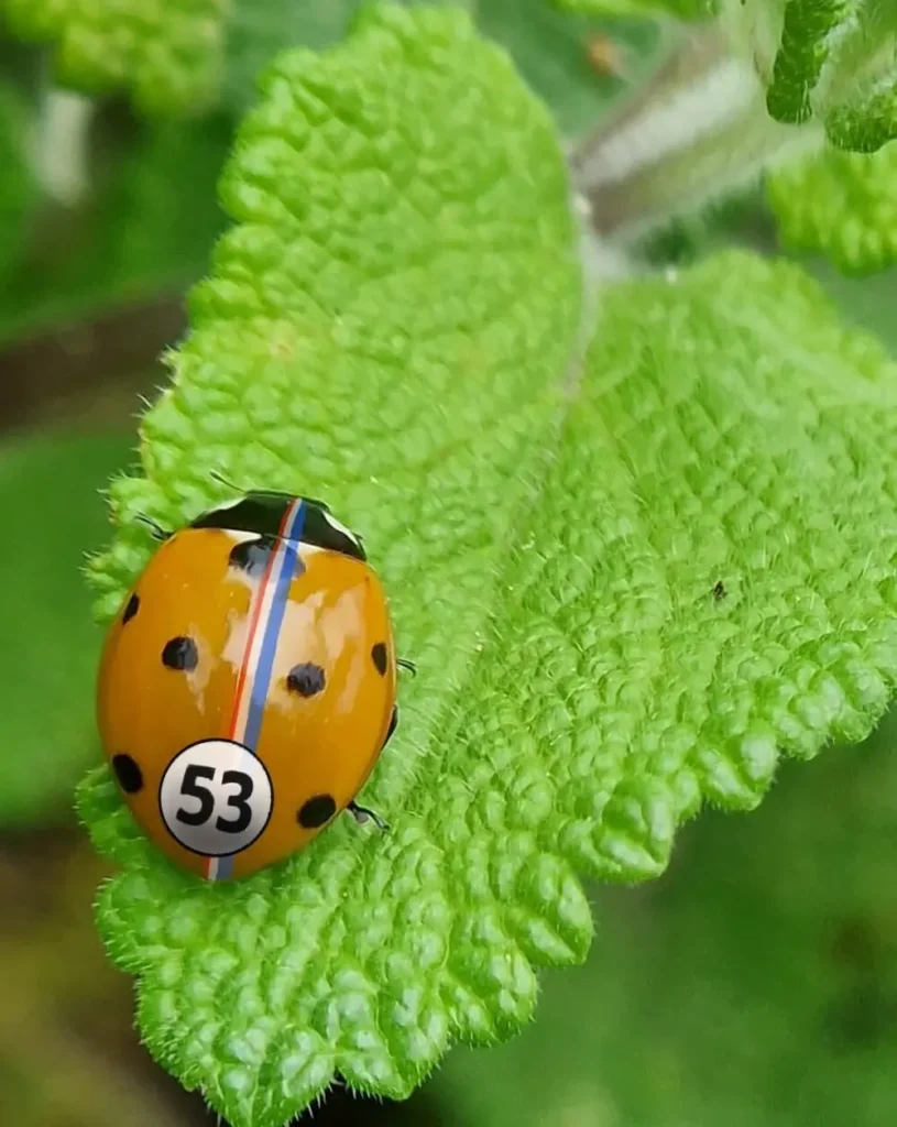 coccinelle-ramuncho.blog