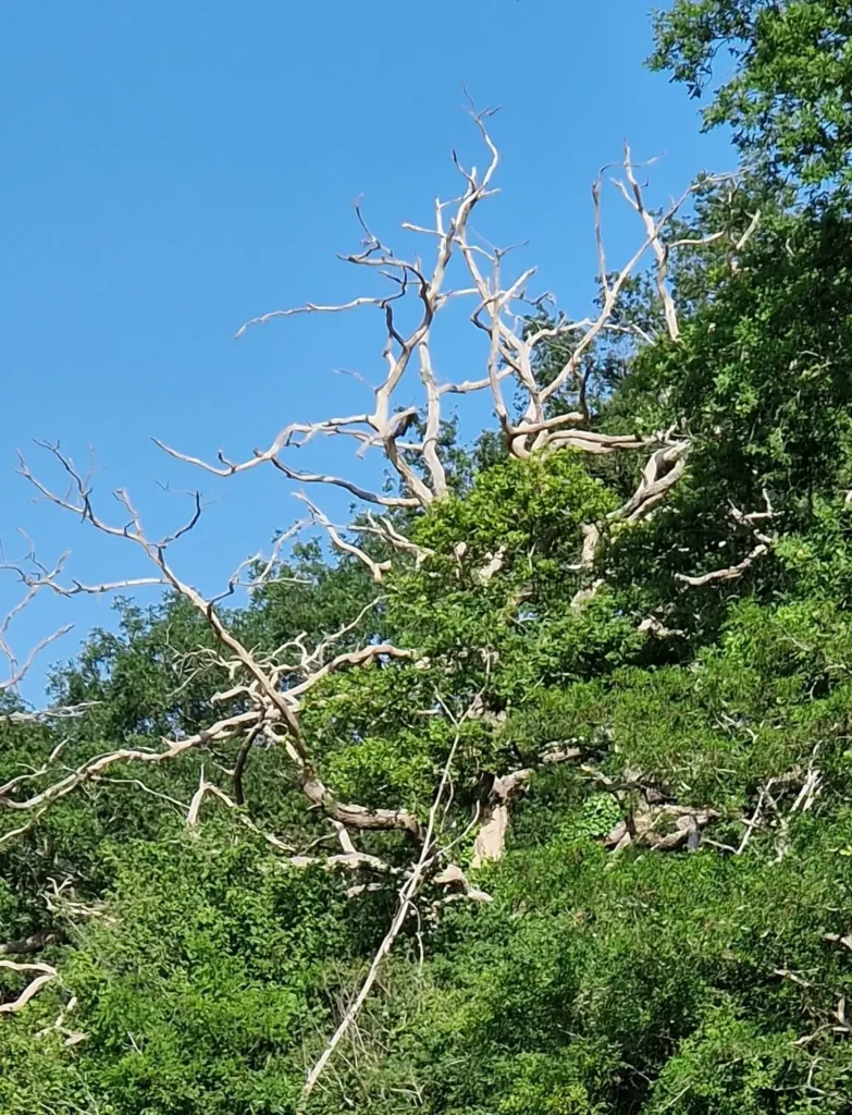 arbre_foudroye-ramuncho.blog