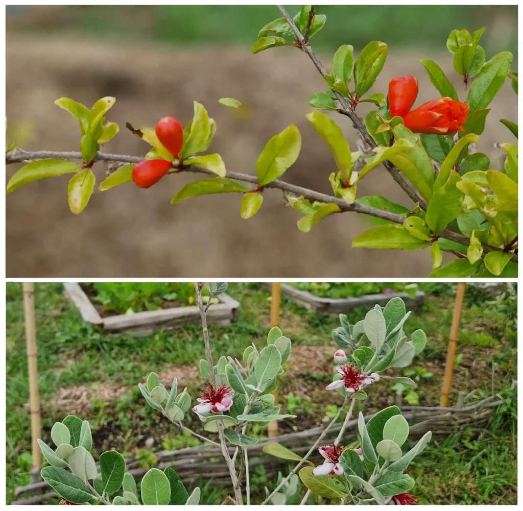 fleurs_grenadier_feijoa-ramuncho.blog