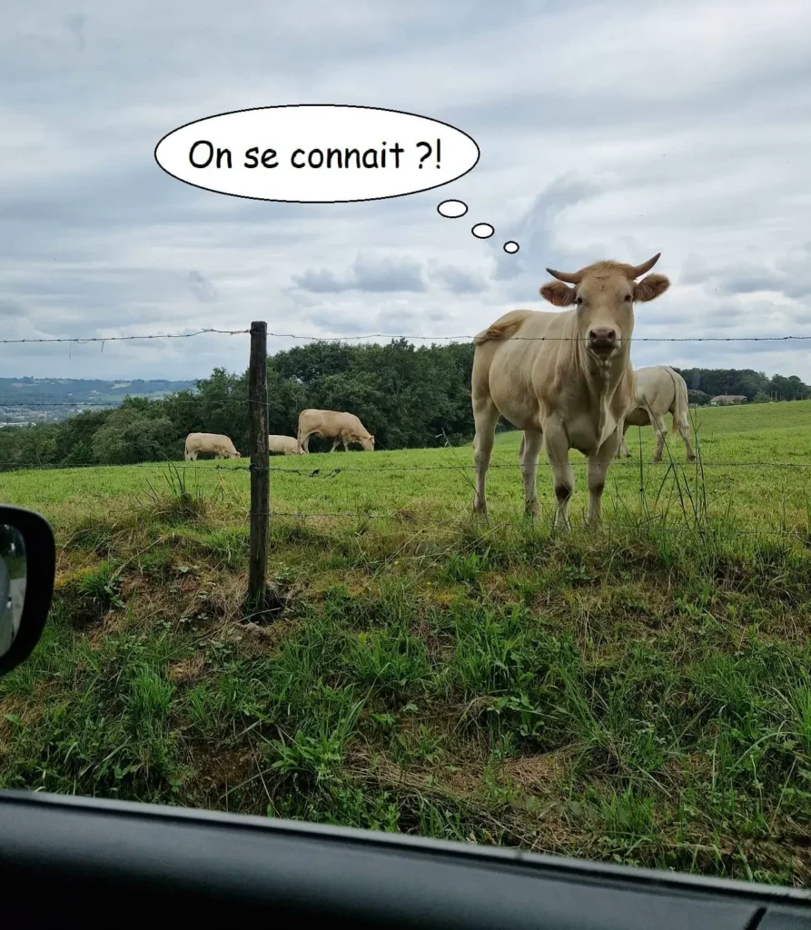 vache_curieuse-ramuncho-nature.fr