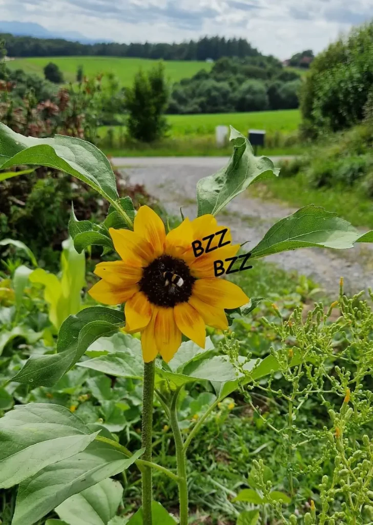 tournesol-bourdon-ramuncho-nature.fr