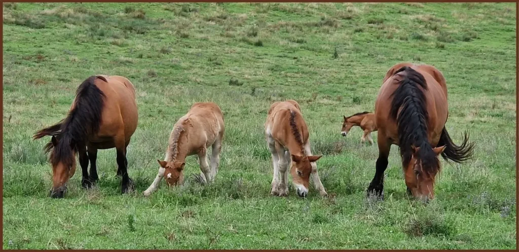 deux poulains entourés par deux chevaux