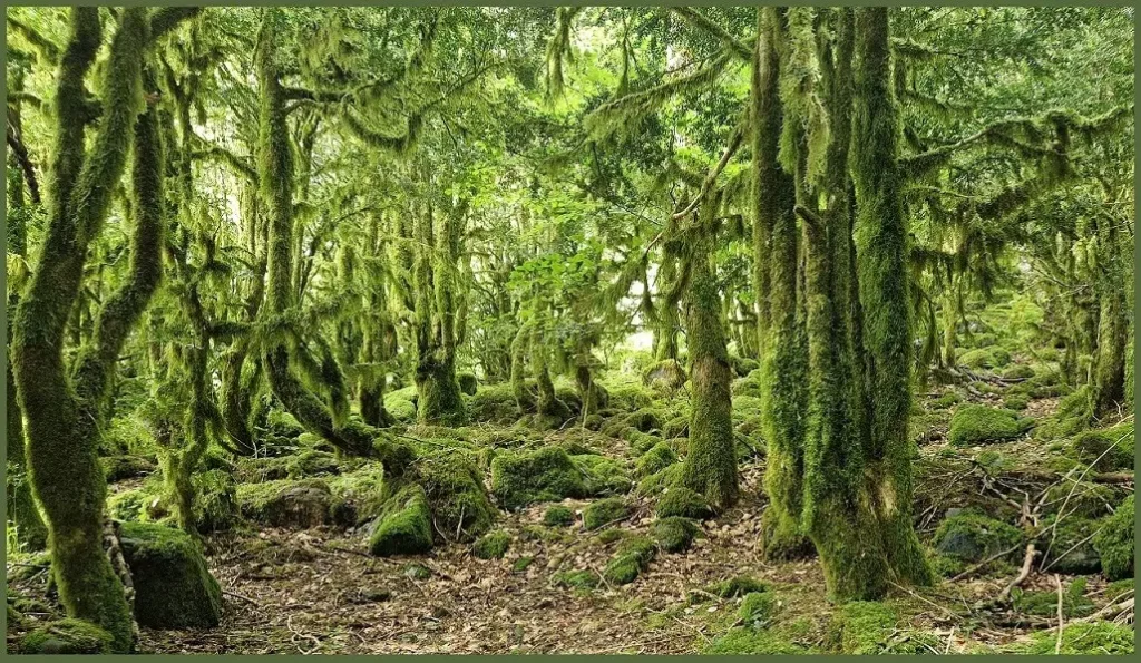 Forêt de montagne pyrénéenne recouverte de mousse