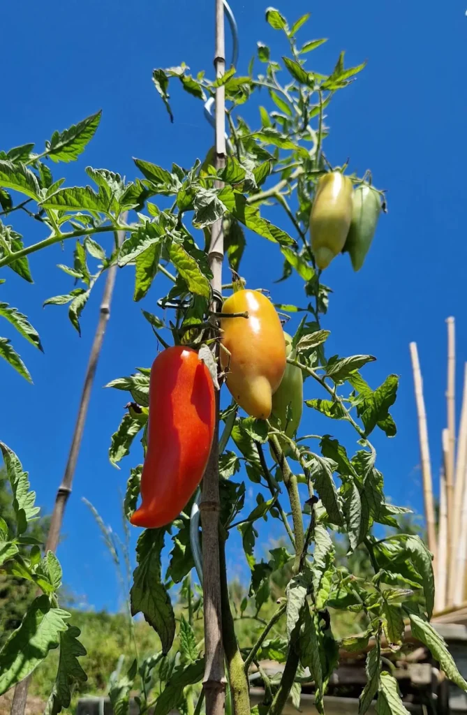 tomates_cornues-ramuncho-nature.fr