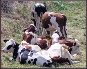 vaches_troupeau_bicolore-ramuncho-nature.fr