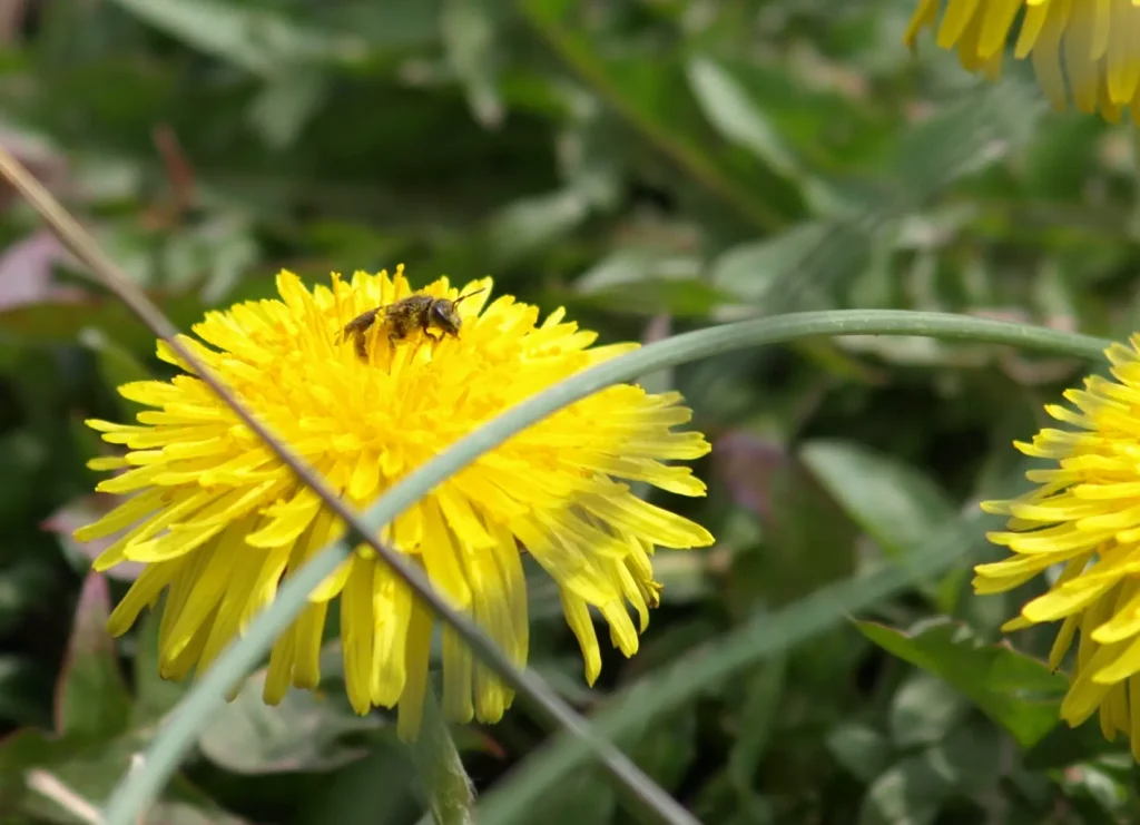 Abeille sauvage sur un pissenlit