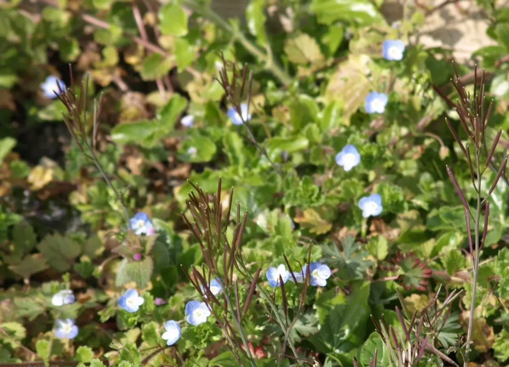 myosotis-sauvage-ramuncho.blog