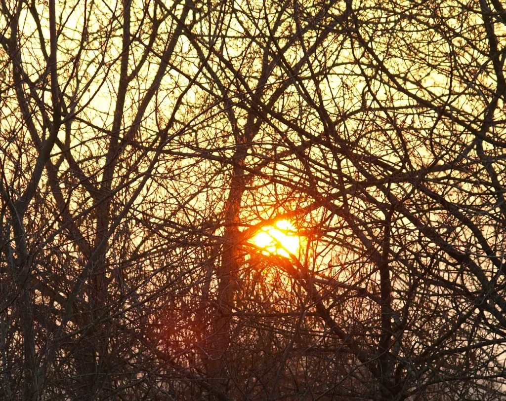 Lever de soleil derrière un bosquet en hiver