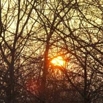 Lever de soleil derrière un bosquet en hiver